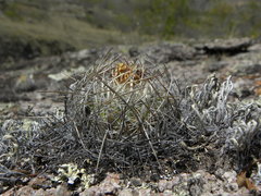 Echinofossulocactus wippermannii