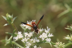 Rhynchium oculatum
