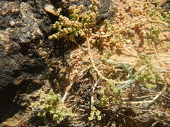 Psammotropha quadrangularis