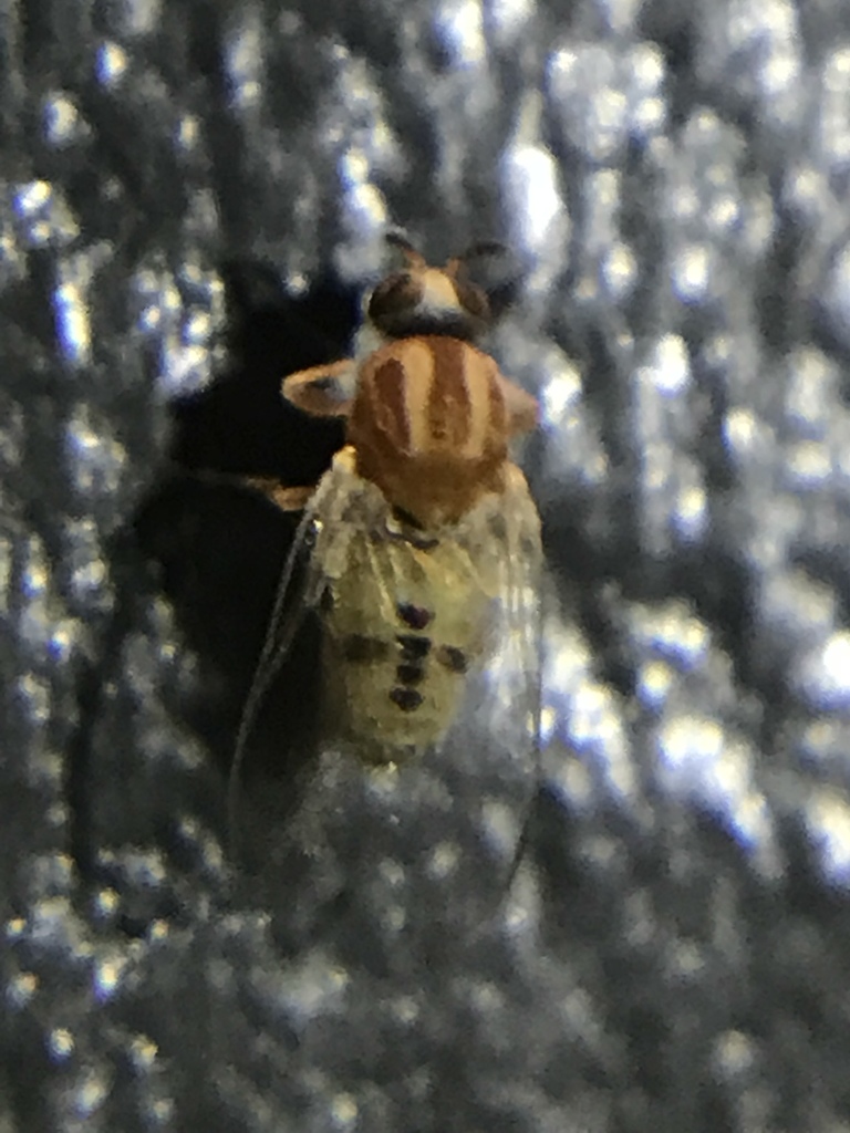 Two Striped Black Fly