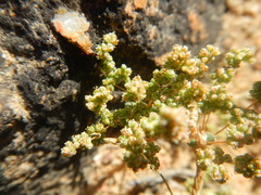 Psammotropha quadrangularis
