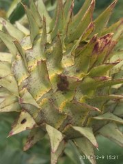 Cynara cardunculus cardunculus