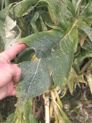 Cynara cardunculus cardunculus
