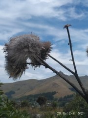 Cynara cardunculus cardunculus