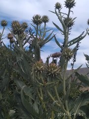 Cynara cardunculus cardunculus