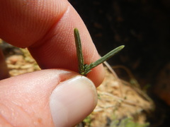 Psammotropha quadrangularis