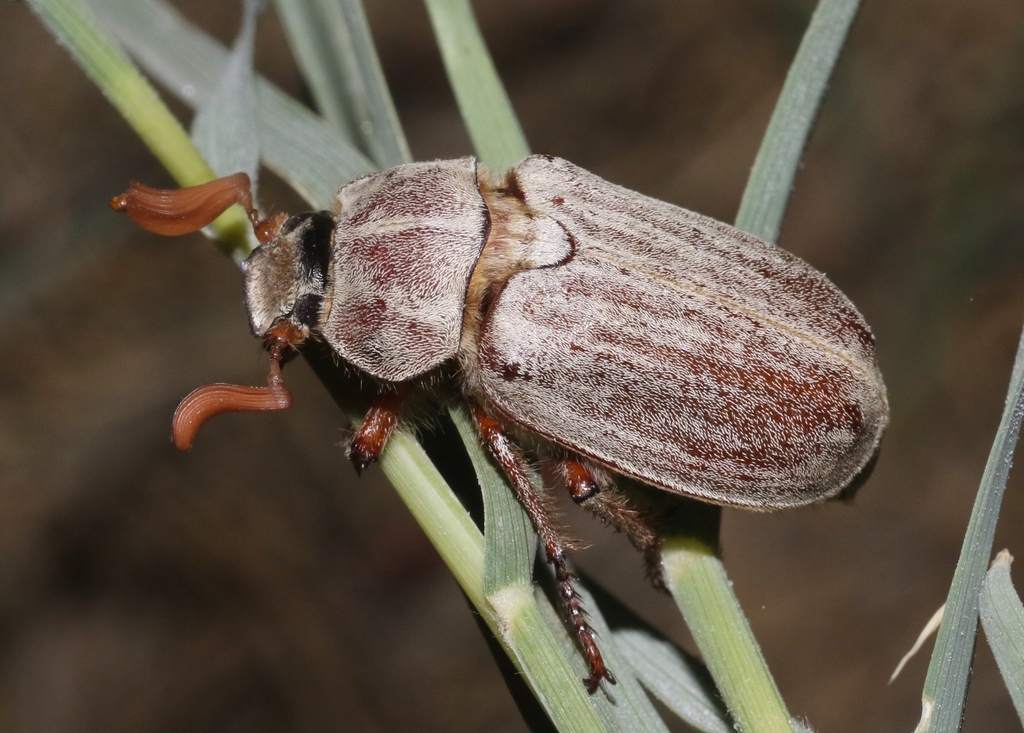 Polyphylla cavifrons