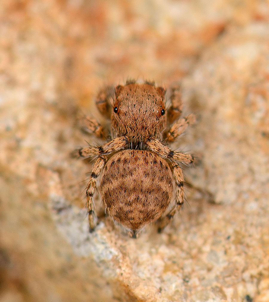 Habronattus ustulatus