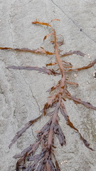 Desmarestia ligulata