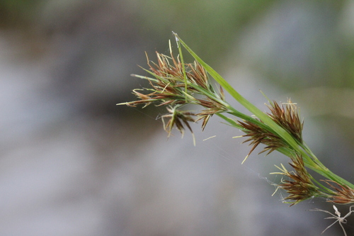Image of Rhynchospora glomerata by (c) Samuel A Schmid, PhD, PWS, some rights reserved (CC BY)