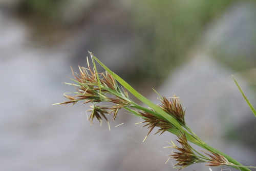 Image of Rhynchospora glomerata by (c) Samuel A Schmid, PhD, PWS, some rights reserved (CC BY)