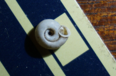 Polygyra