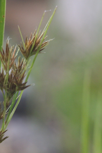 Image of Rhynchospora glomerata by (c) Samuel A Schmid, PhD, PWS, some rights reserved (CC BY)