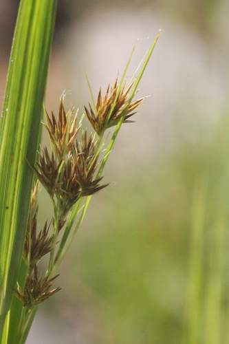 Image of Rhynchospora glomerata by (c) Samuel A Schmid, PhD, PWS, some rights reserved (CC BY)