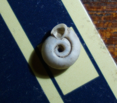 Polygyra
