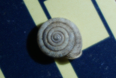 Polygyra
