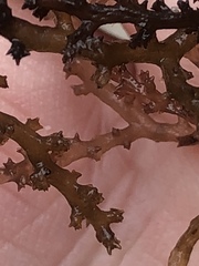 Acanthophora spicifera
