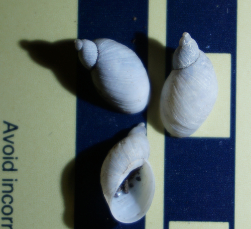 Spotted Ambersnail