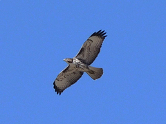 Rufous-Tailed Hawk photo 3