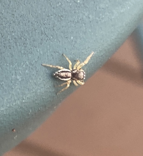 Pelegrina flavipes photo 4