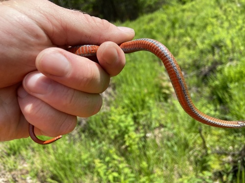 Northern Redbelly Snake photographed in New Hampshire