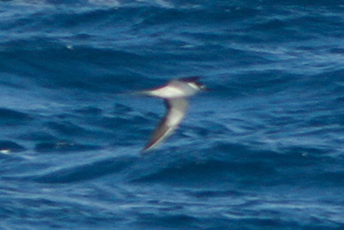 Sooty Tern