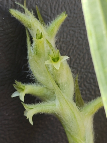 Image of Michoacán Lady Orchid (Dichromanthus michuacanus) by no rights reserved