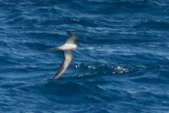 Sooty Tern