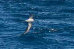 Onychoprion fuscatus