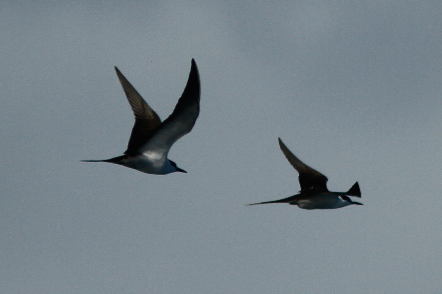 Sooty Tern