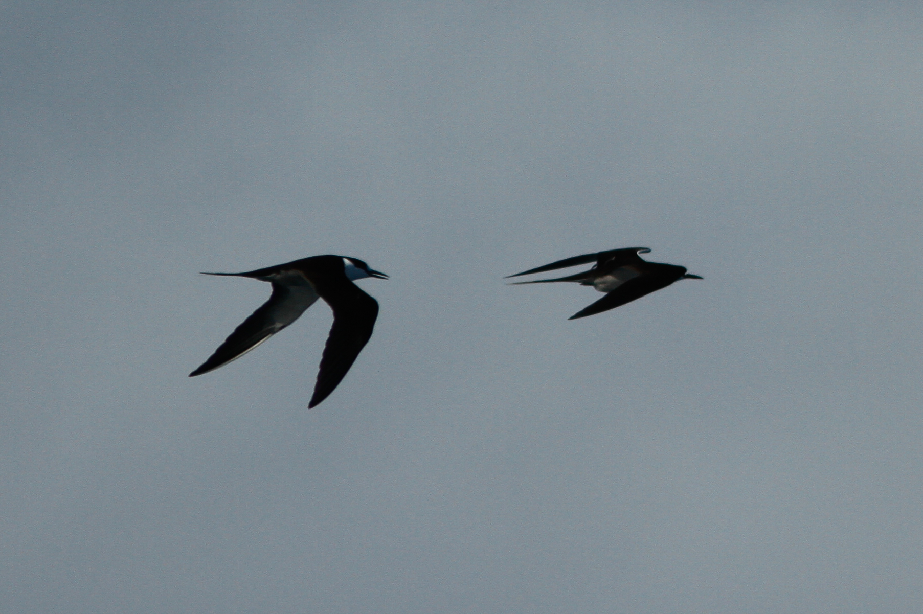 Sooty Tern