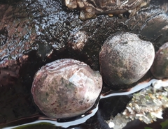 Crepipatella dilatata