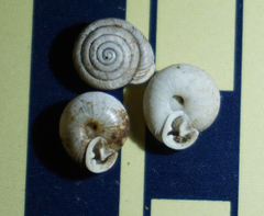 Daedalochila mooreana