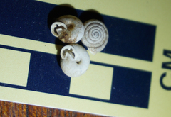 Daedalochila mooreana