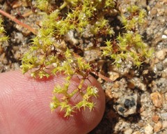 Chorizanthe procumbens