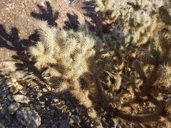 Cylindropuntia chuckwallensis