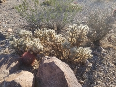 Cylindropuntia chuckwallensis