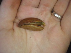 Pouteria adolfi-friedericii