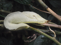 Urocyclidae