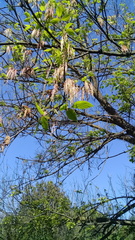 Acer negundo mexicanum