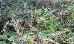 Cuscuta sandwichiana