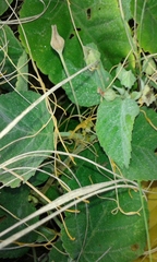 Cuscuta sandwichiana