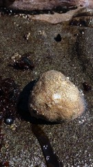 Athyonidium chilensis