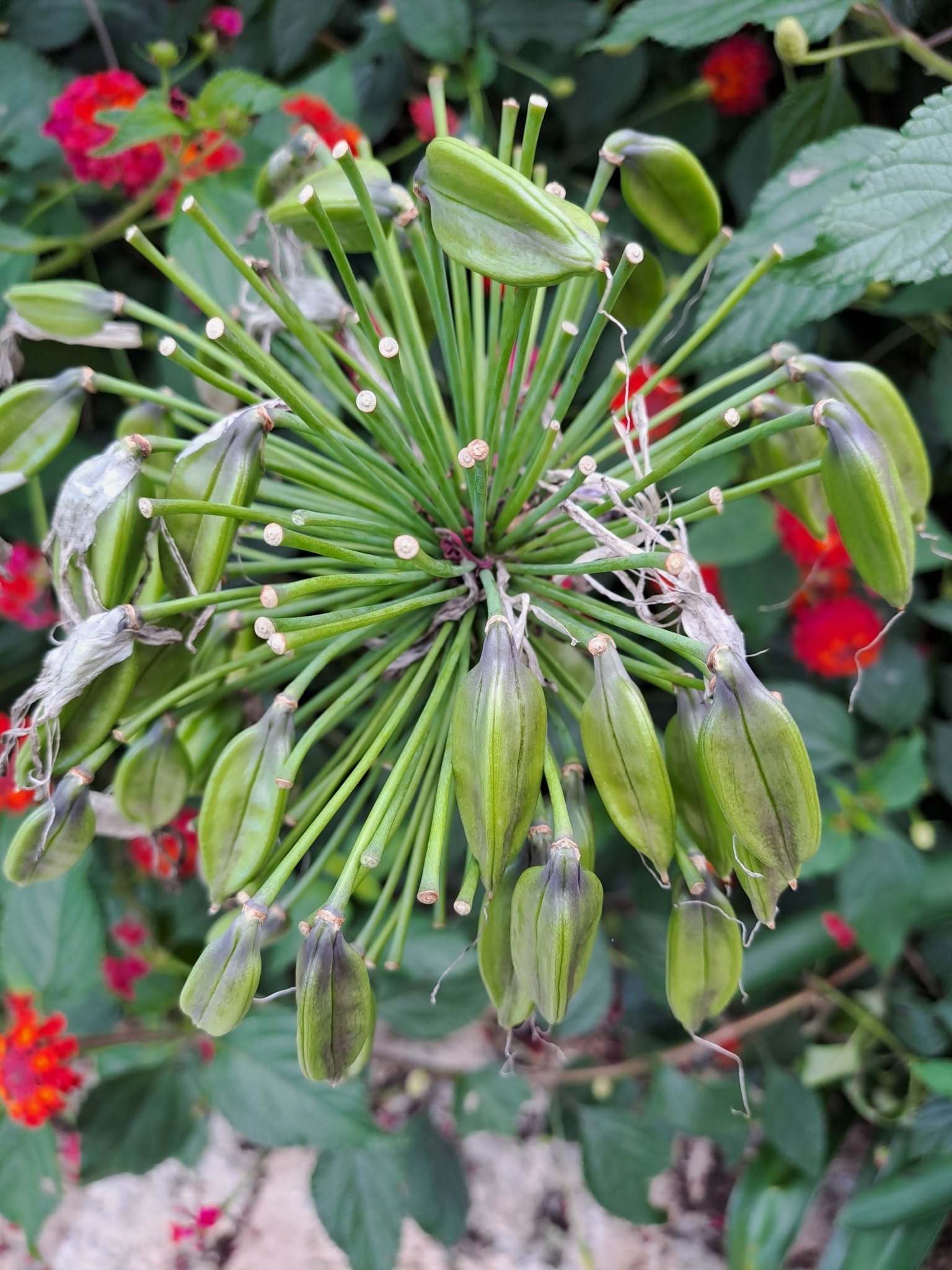 Agapanthus praecox (Agapanthus praecox)