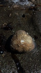 Athyonidium chilensis