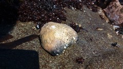 Athyonidium chilensis