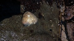 Athyonidium chilensis