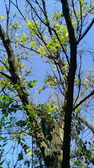 Acer negundo mexicanum