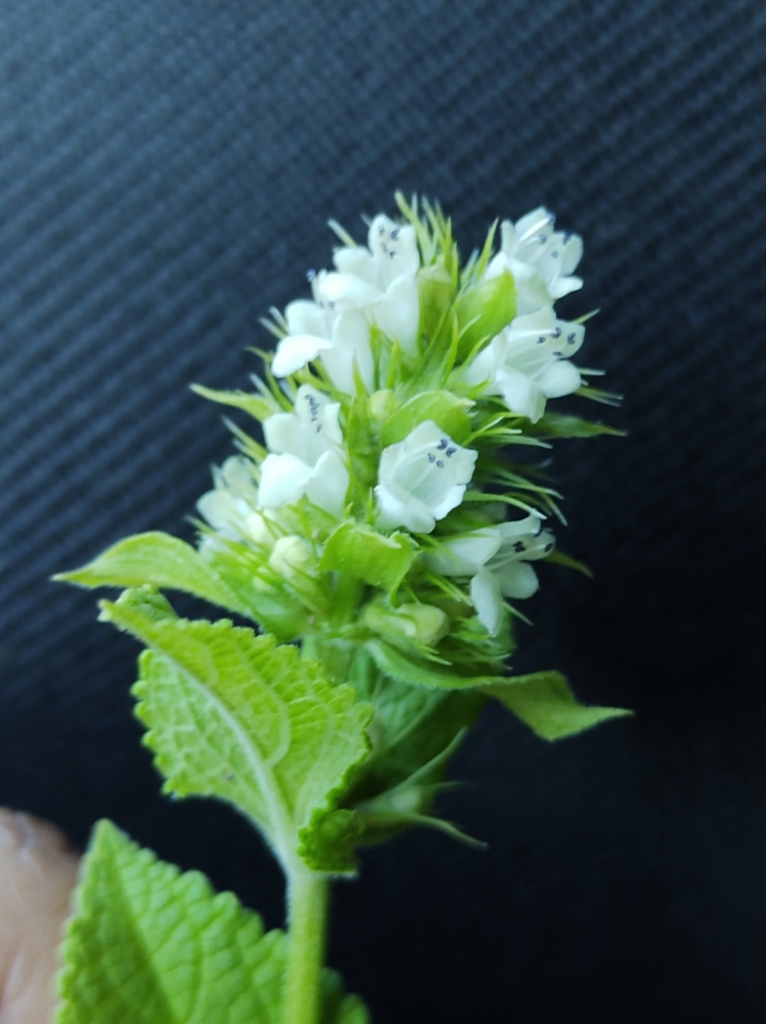 Lepechinia caulescens