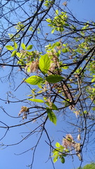 Acer negundo mexicanum